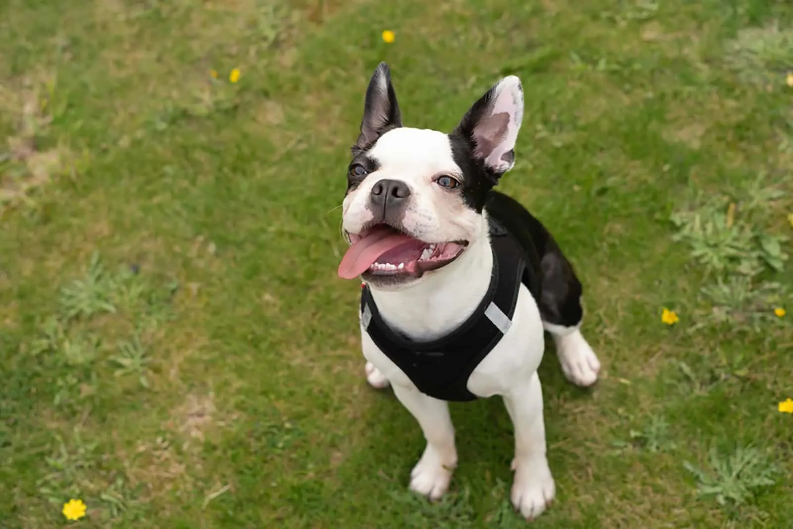 boston terrier sitting in the grass