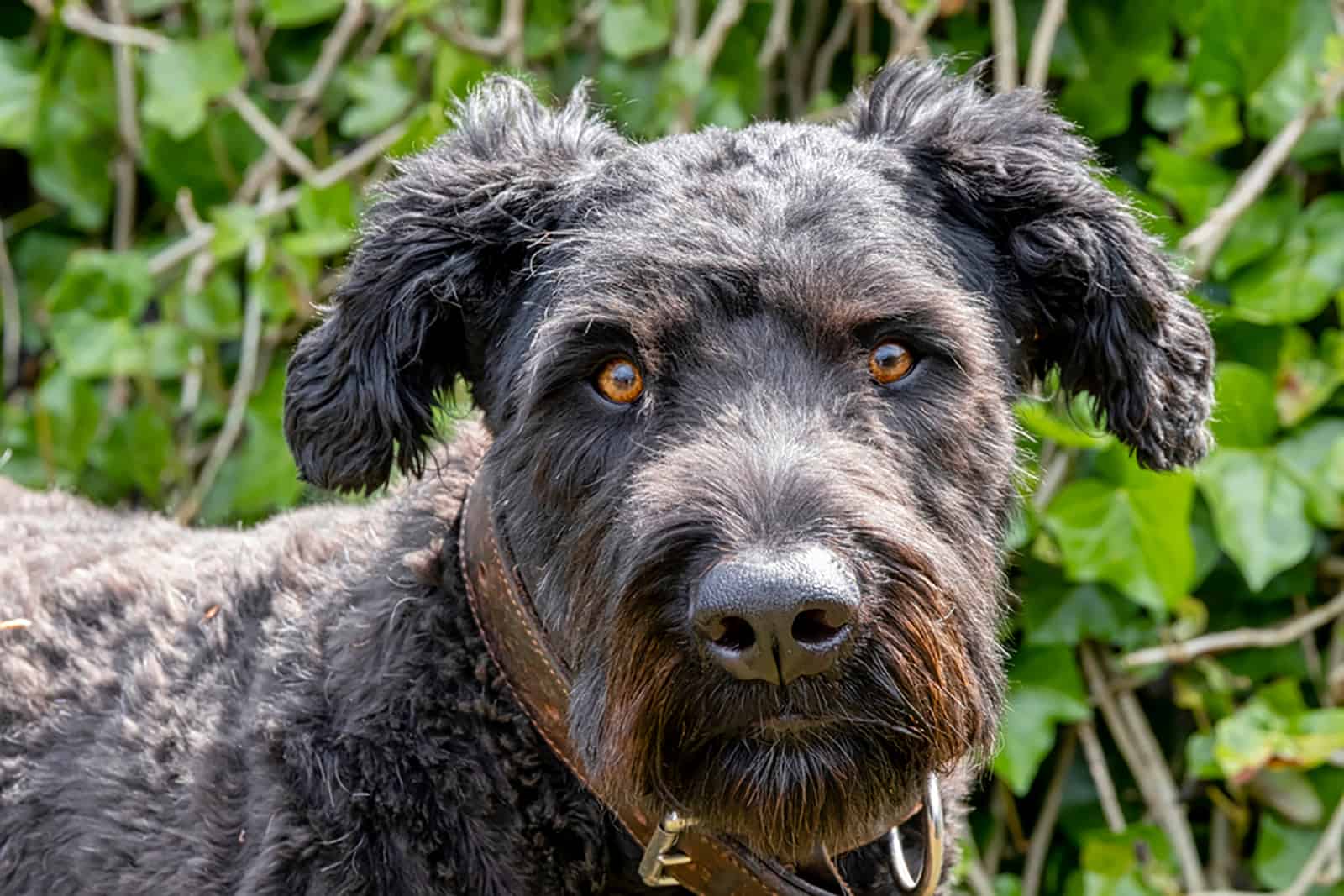 bouvier des flandres dog in nature