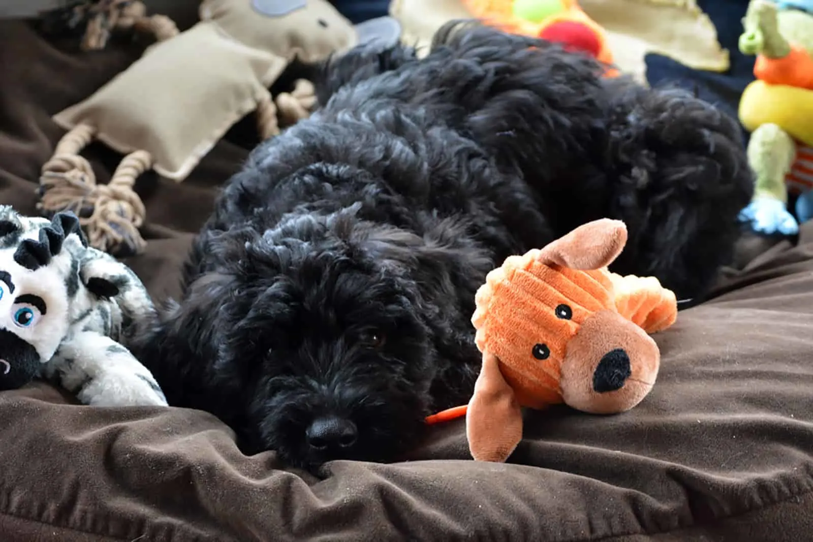 bouvier des flandres puppy lying on the bed