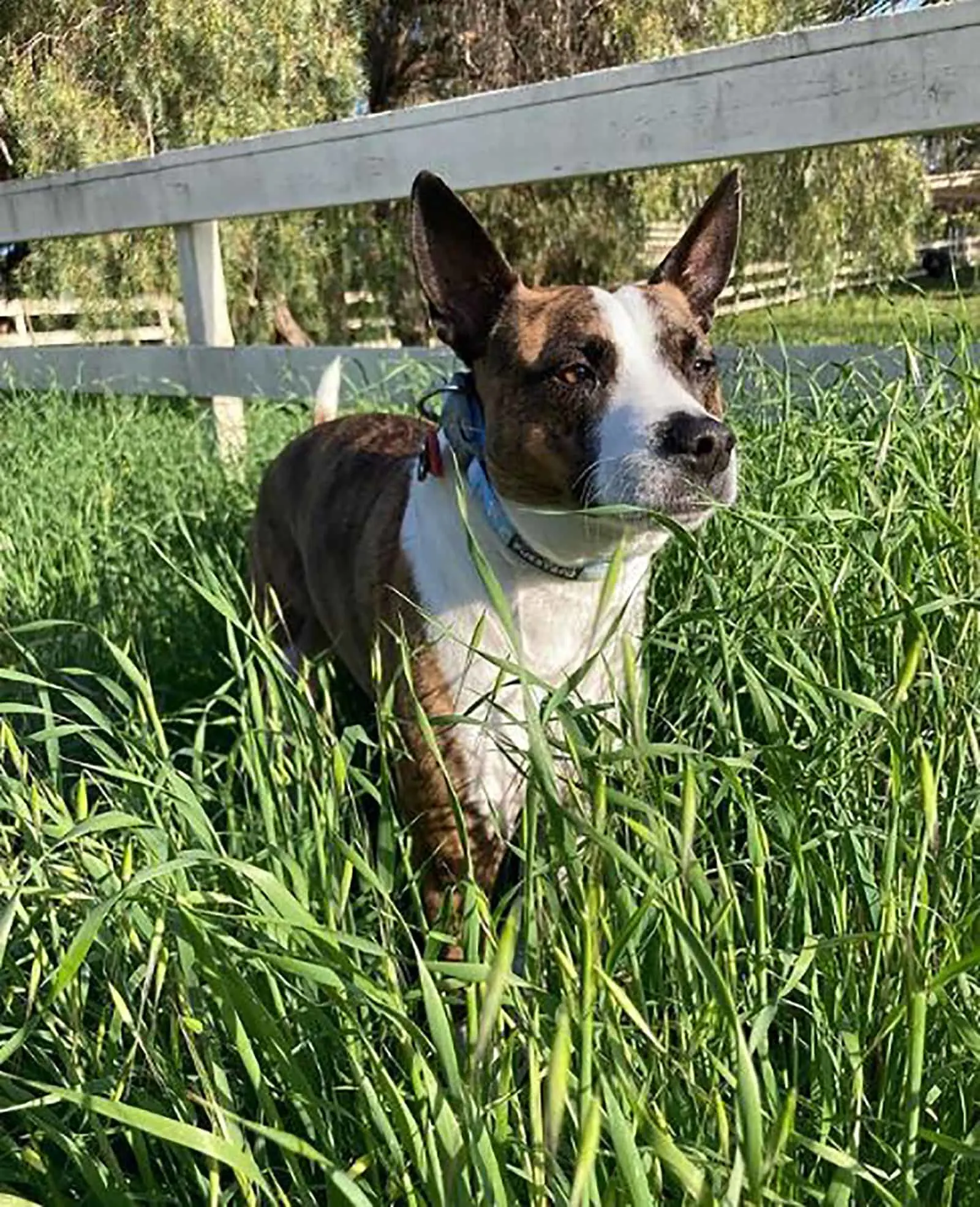 boxer basenji mix standing in the grass