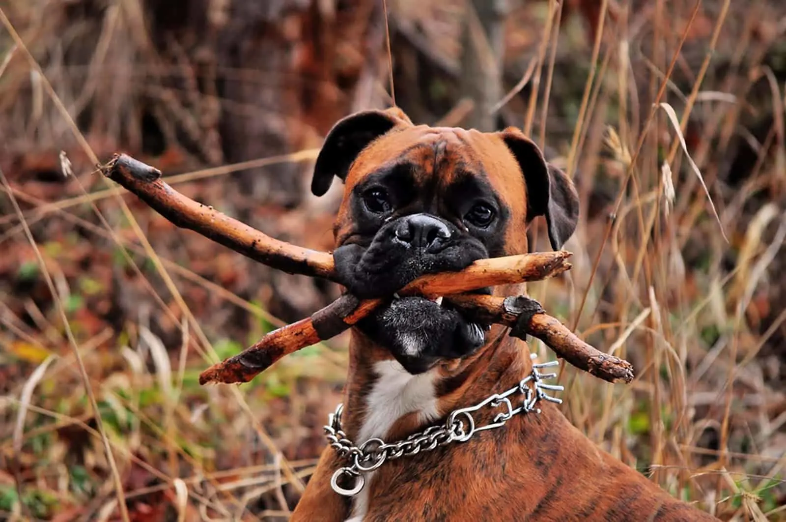 boxer dog holding a wood in her mouth