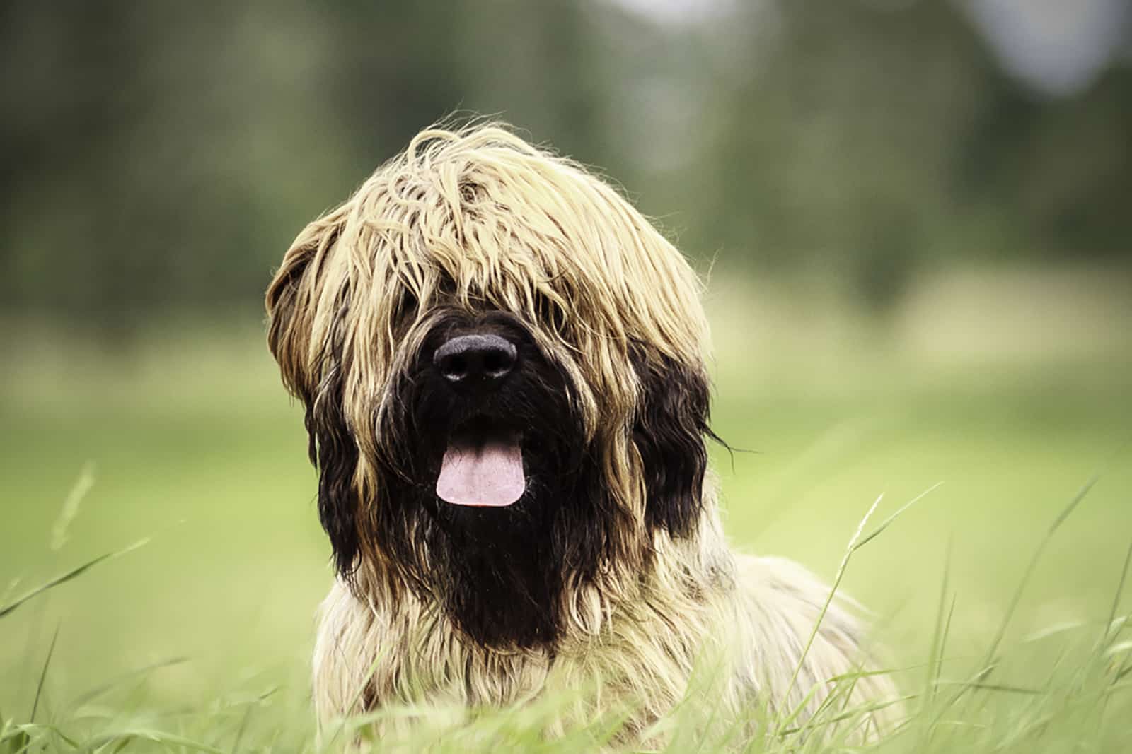 briard dog in nature