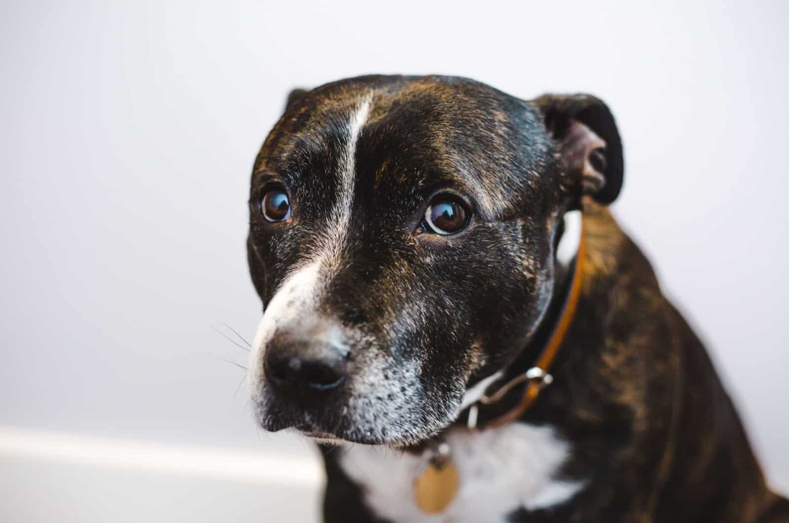 brindle and white staffordshire bull terrier