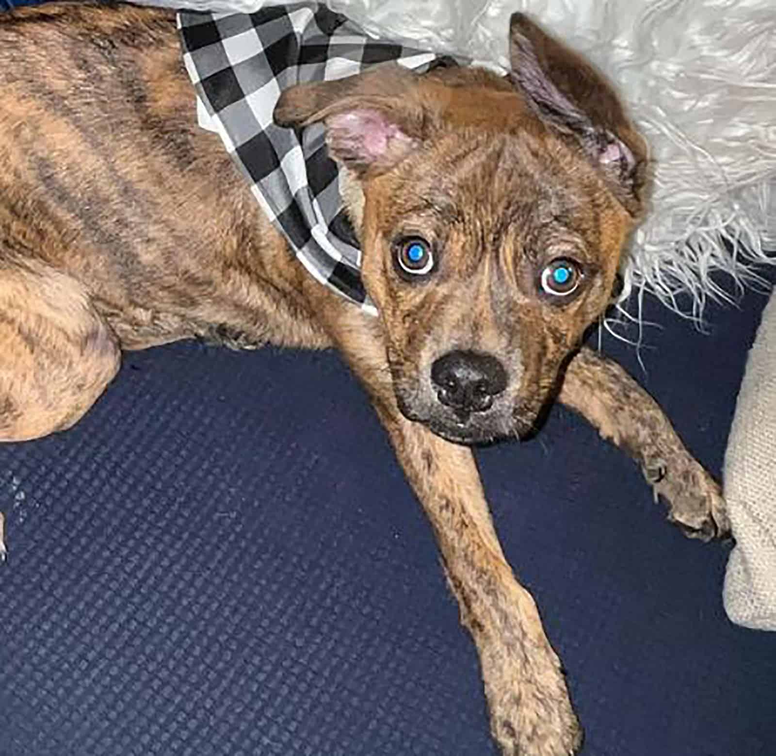 brindle boston terrier pitbull mix lying on the couch