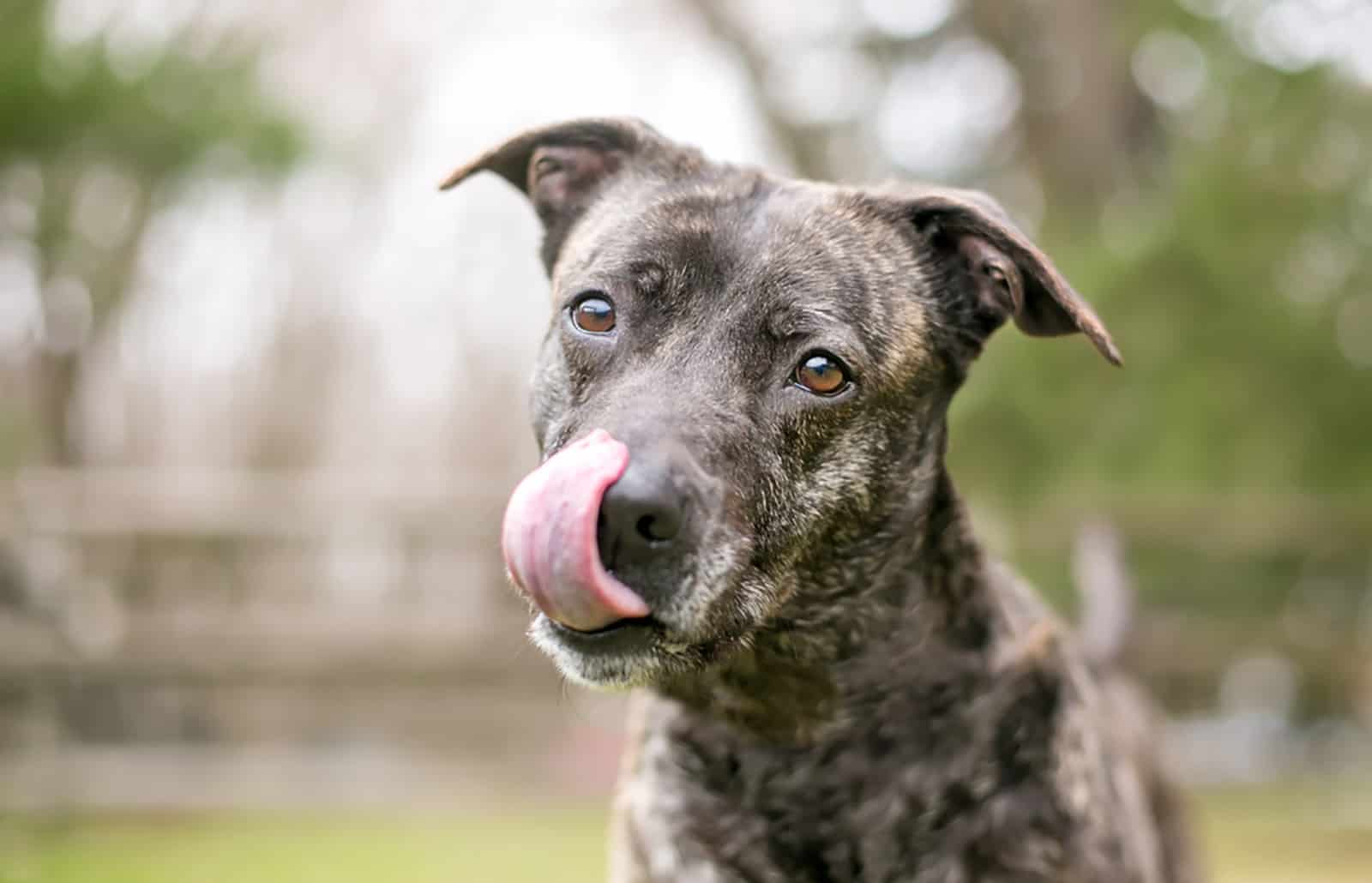 brindle mixed breed dog licking its lips
