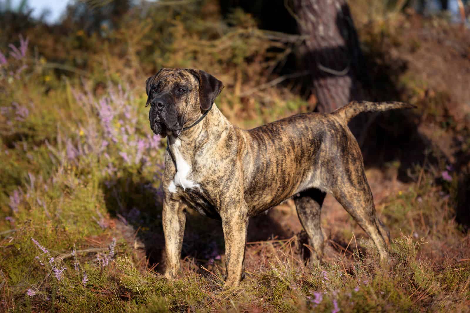 brindle presa canario dog