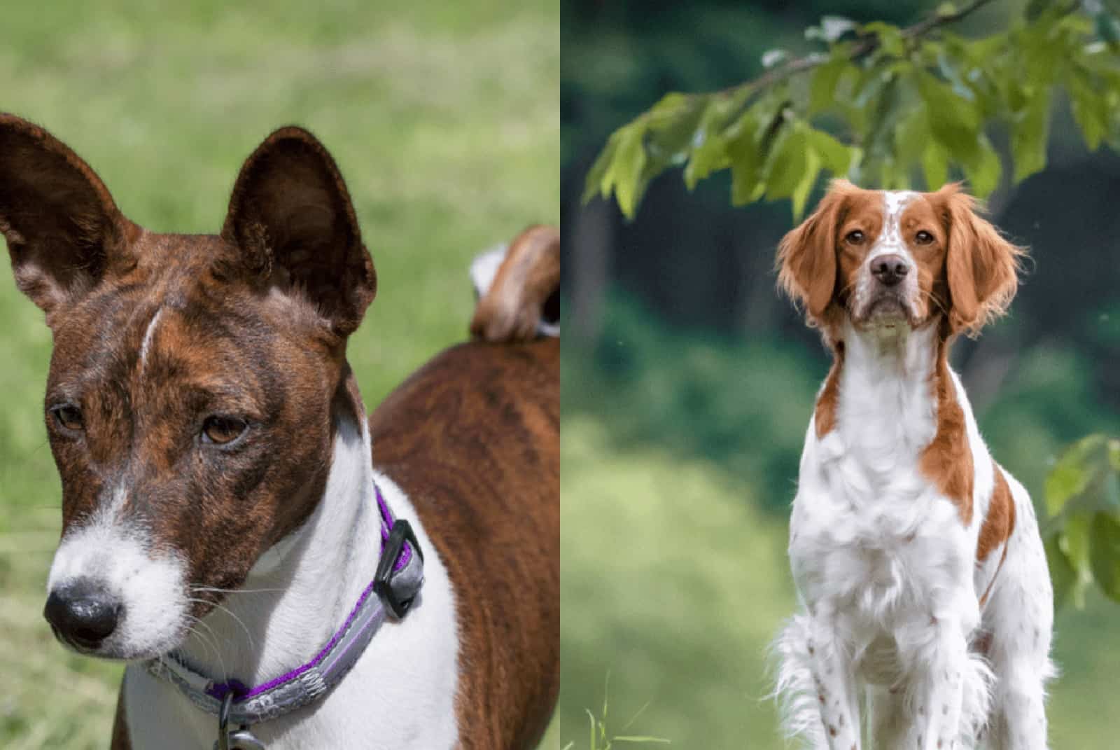 brittany basenji mix