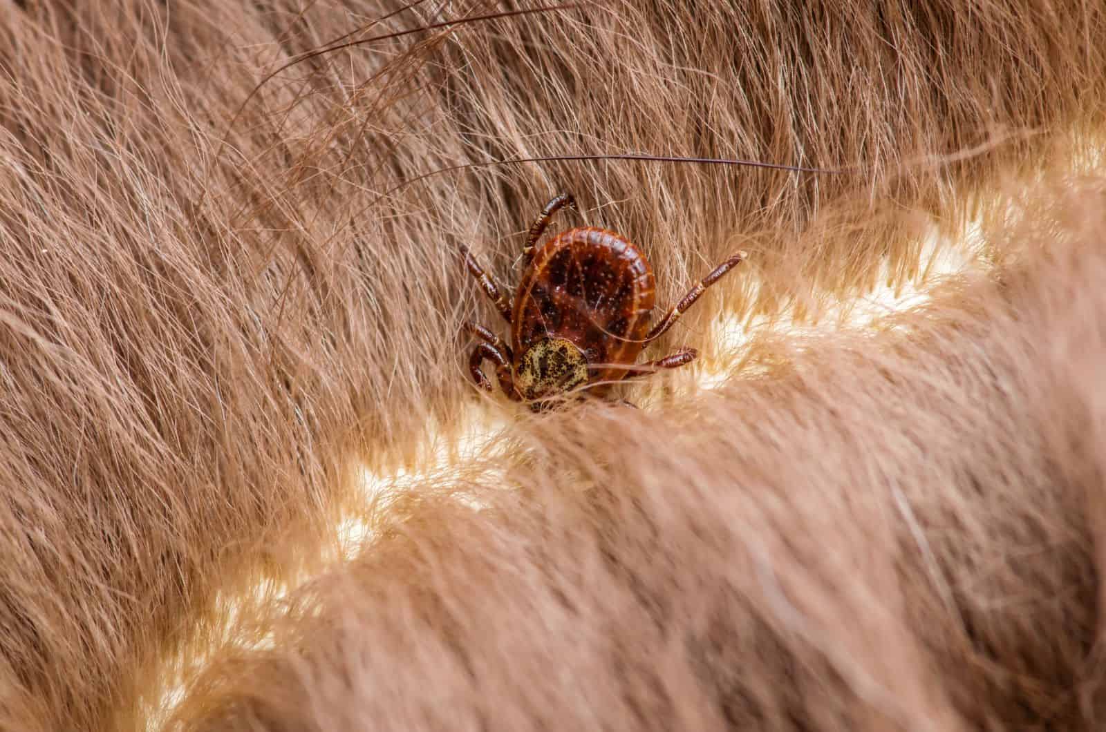 brown Tick Scab On Dog