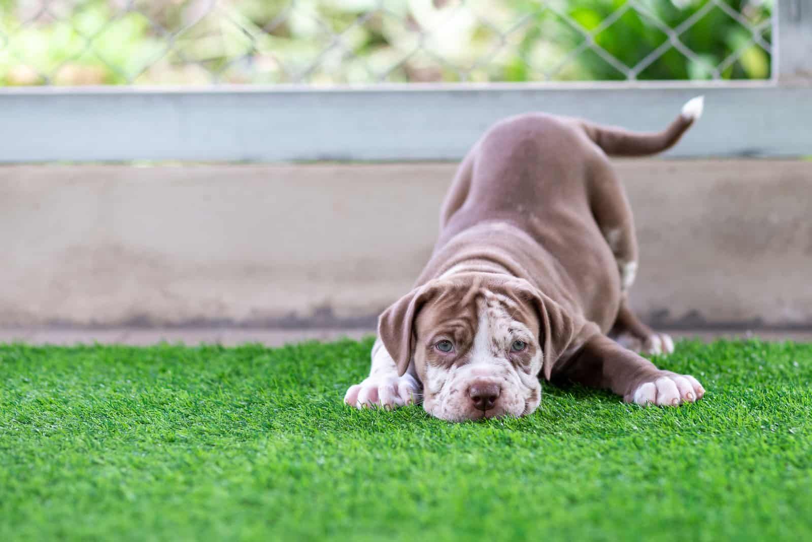 brown and white pitbull playing on grass