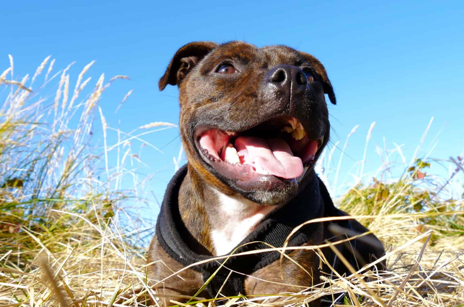 brown brindle staffy