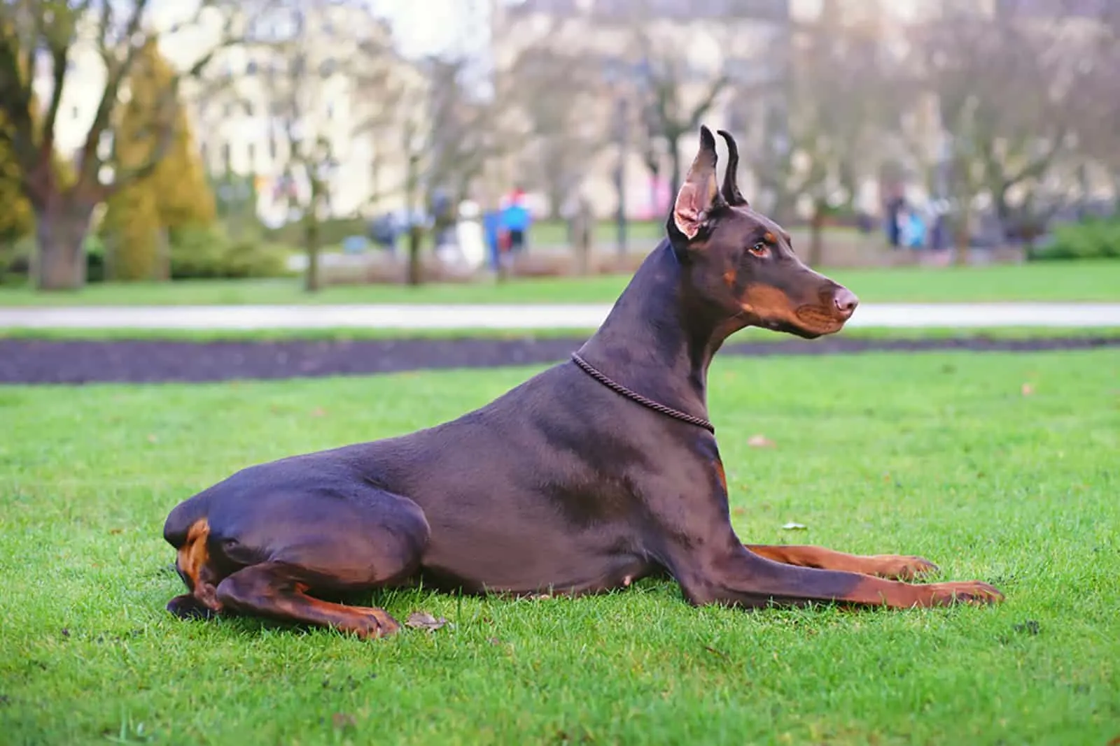 brown doberman dog with docked tail sitting in the park