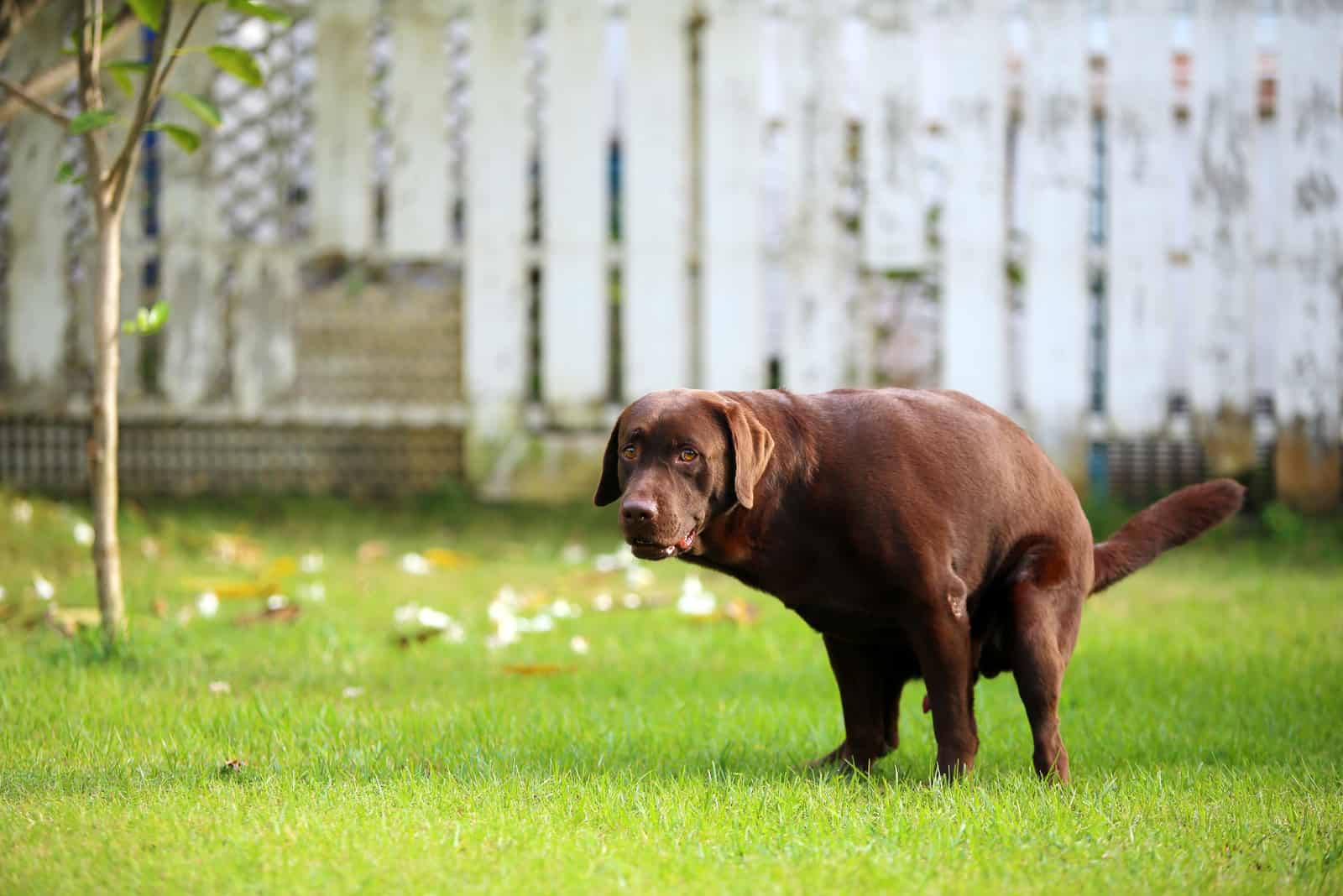 brown dog pooping outside