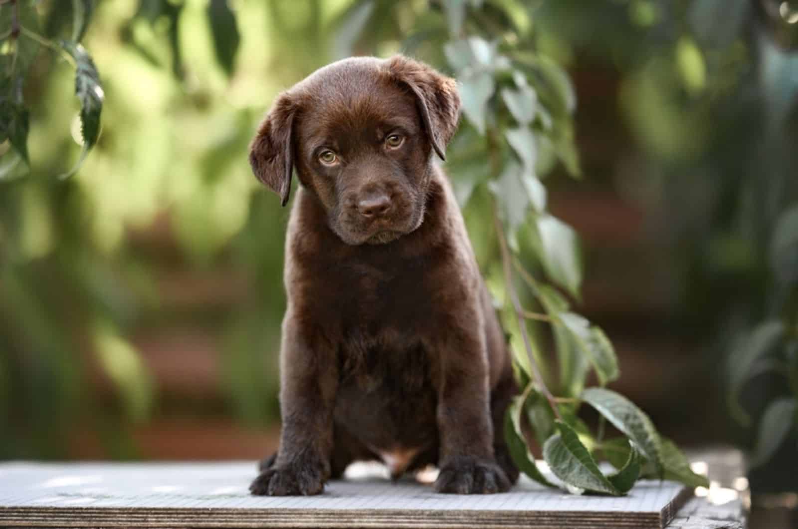 brown labrador puppy sitting outdoors