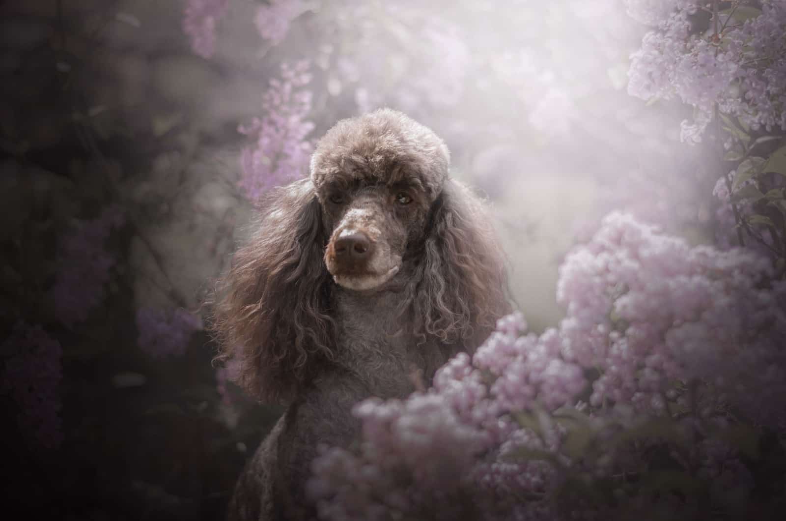 brown moyen poodle