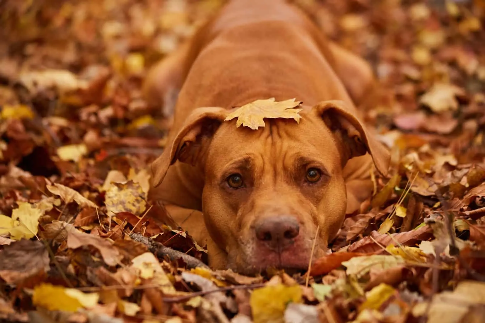 brown pitbull lying in autumn leaves