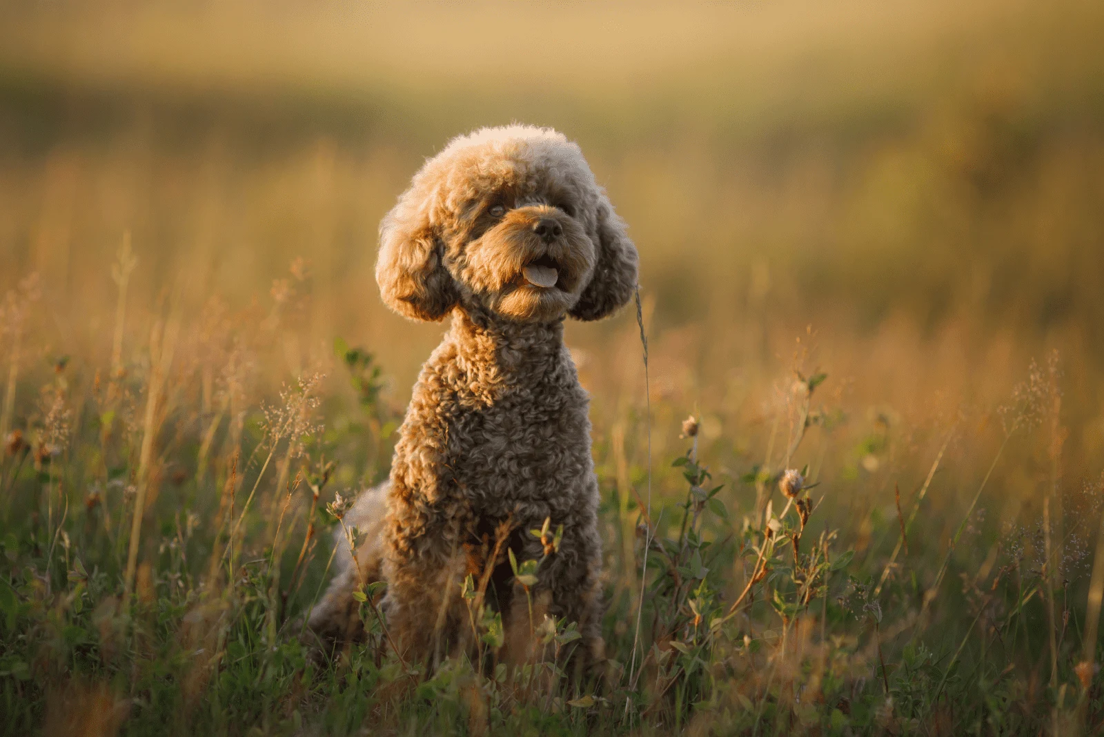 brown poodle sitting in the grass