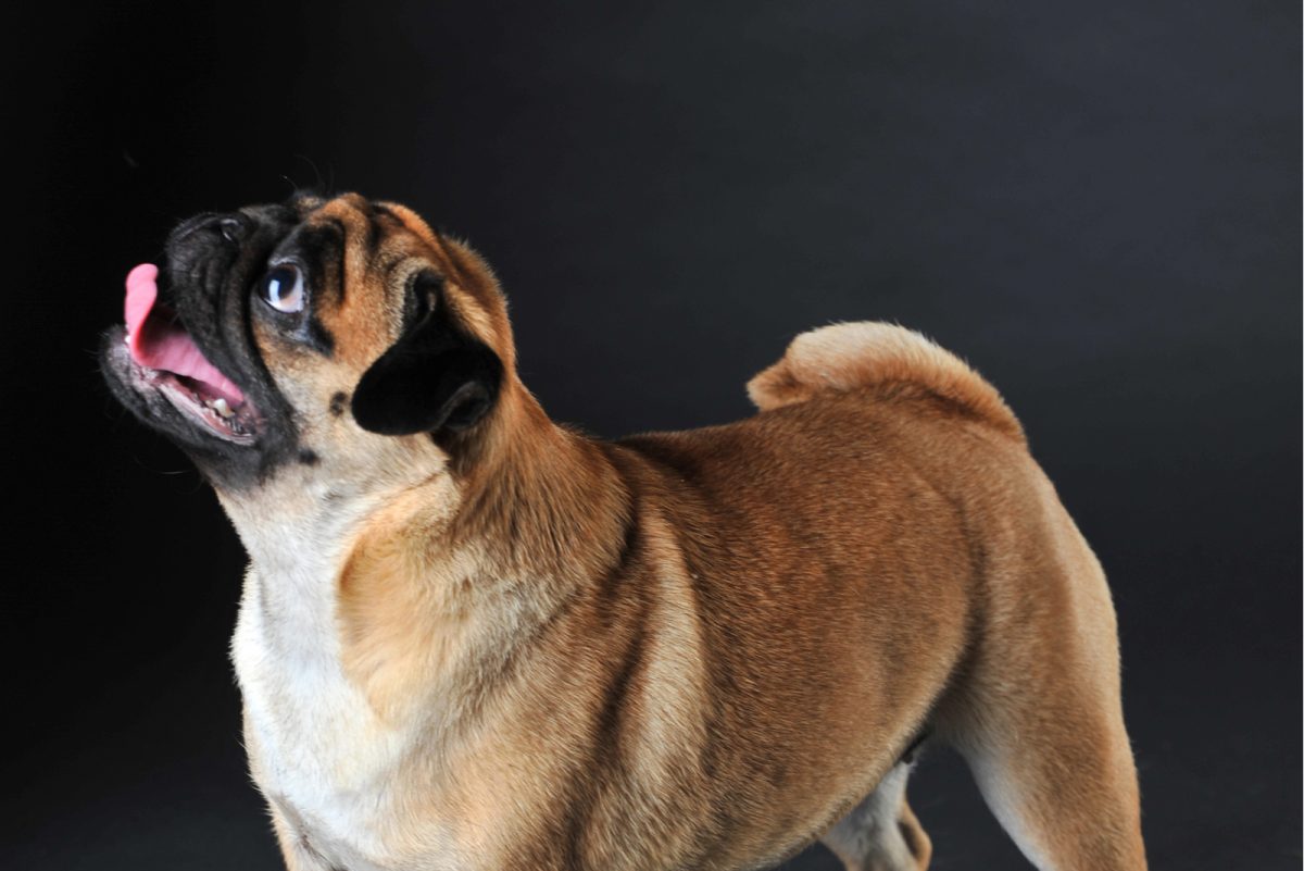 225 Pug Names All Better Than Doug
