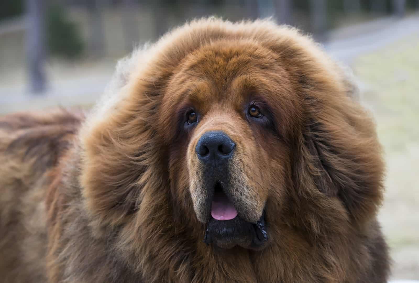 brown tibetan mastiff in nature