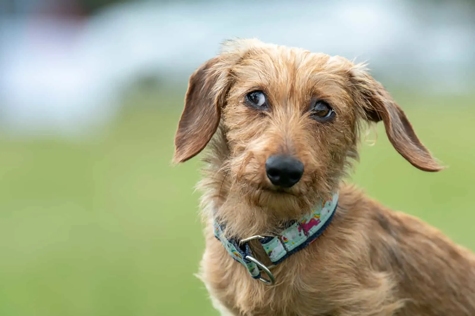 brown wire haired dachshund outdoors