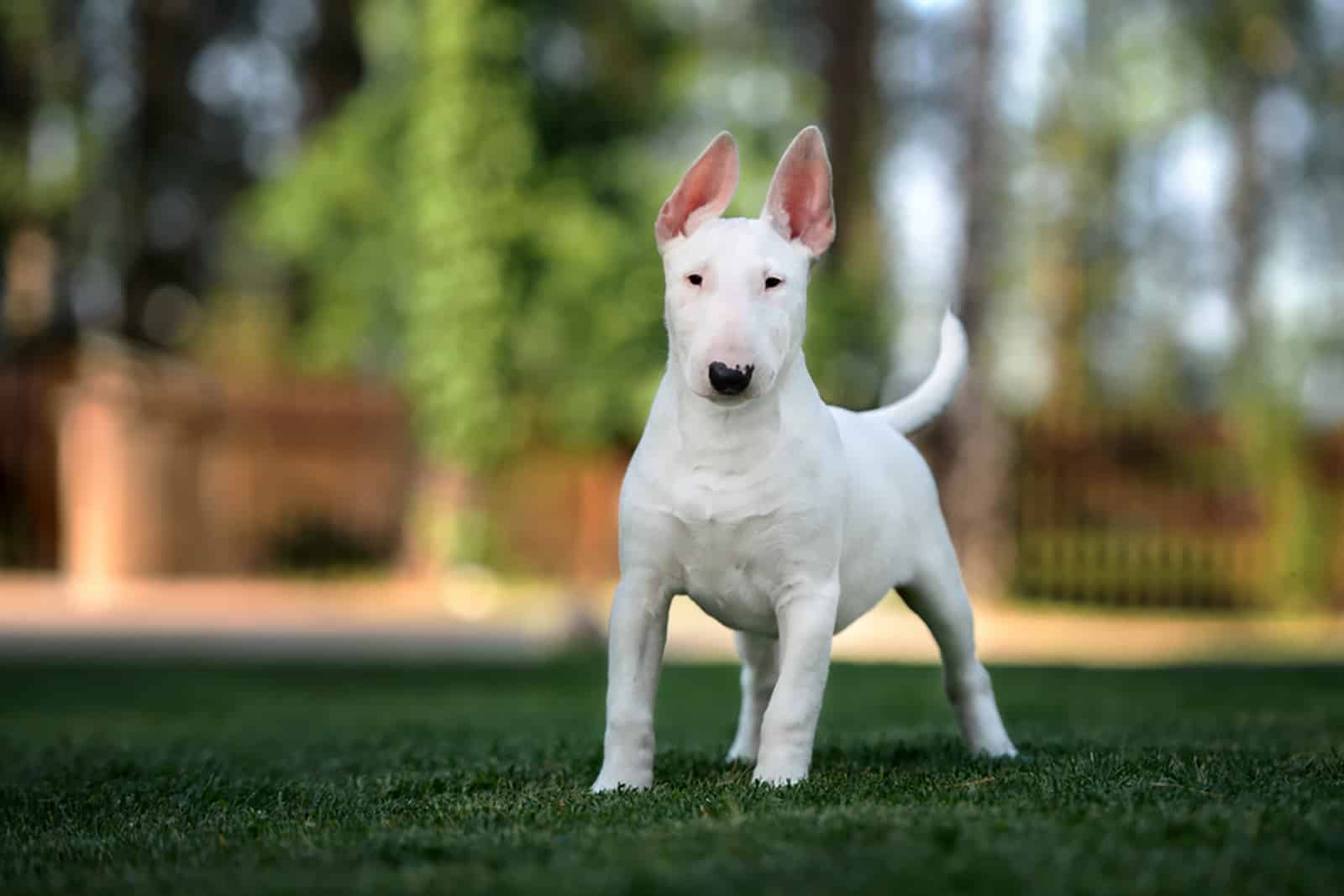 bull terrier in the park