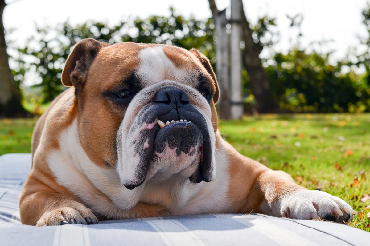 Meet 14 Most Popular Dog Breeds With Underbites