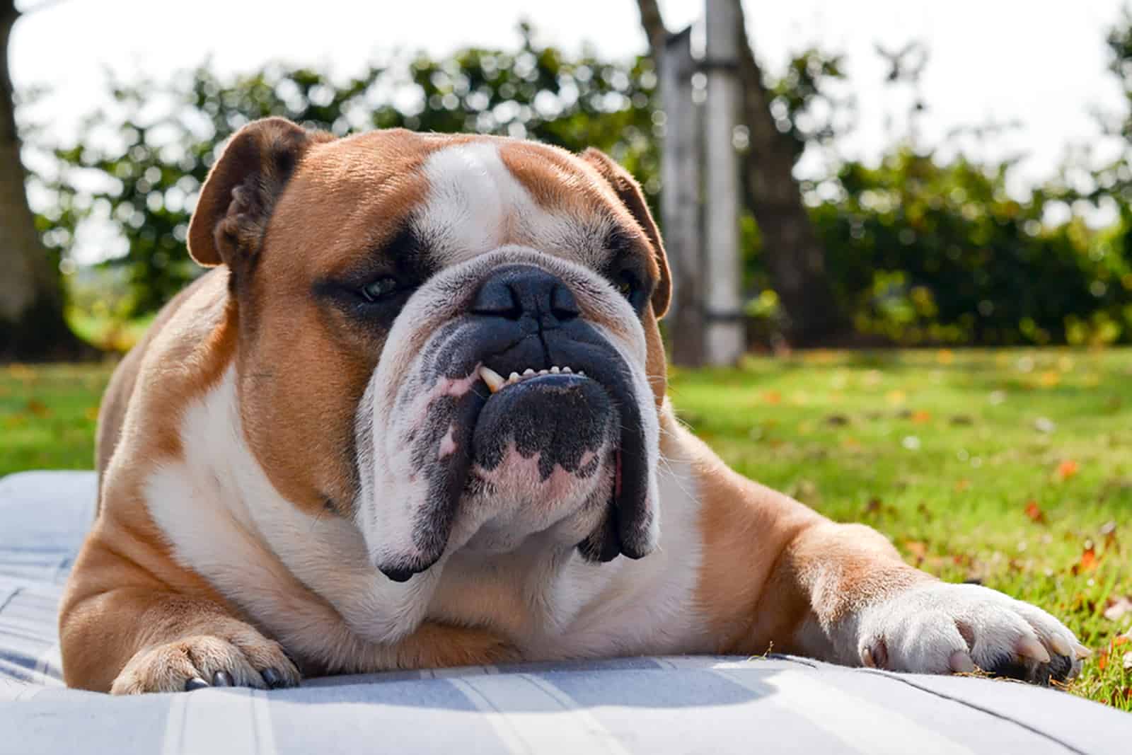 bulldog lying in the garden