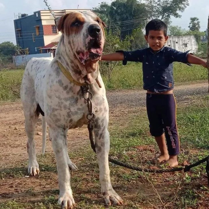 The Pakistani Bully Dog Price How Much Does It Really Cost?