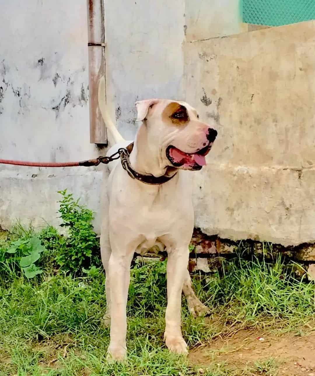 bully kutta pakistani bully dog