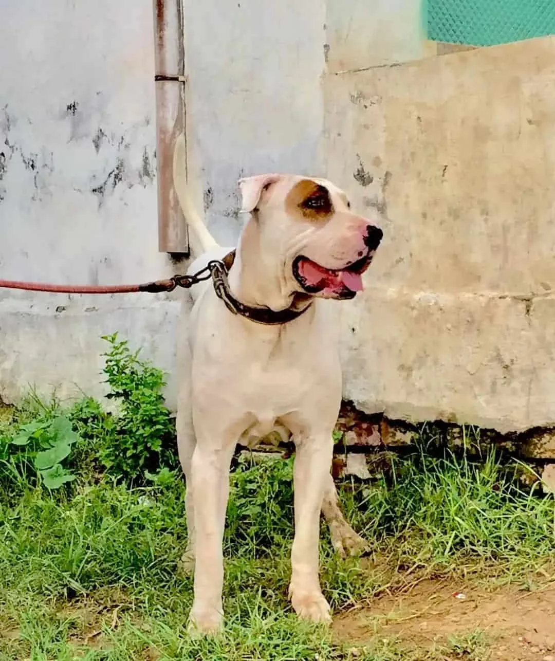 bully kutta pakistani bully dog