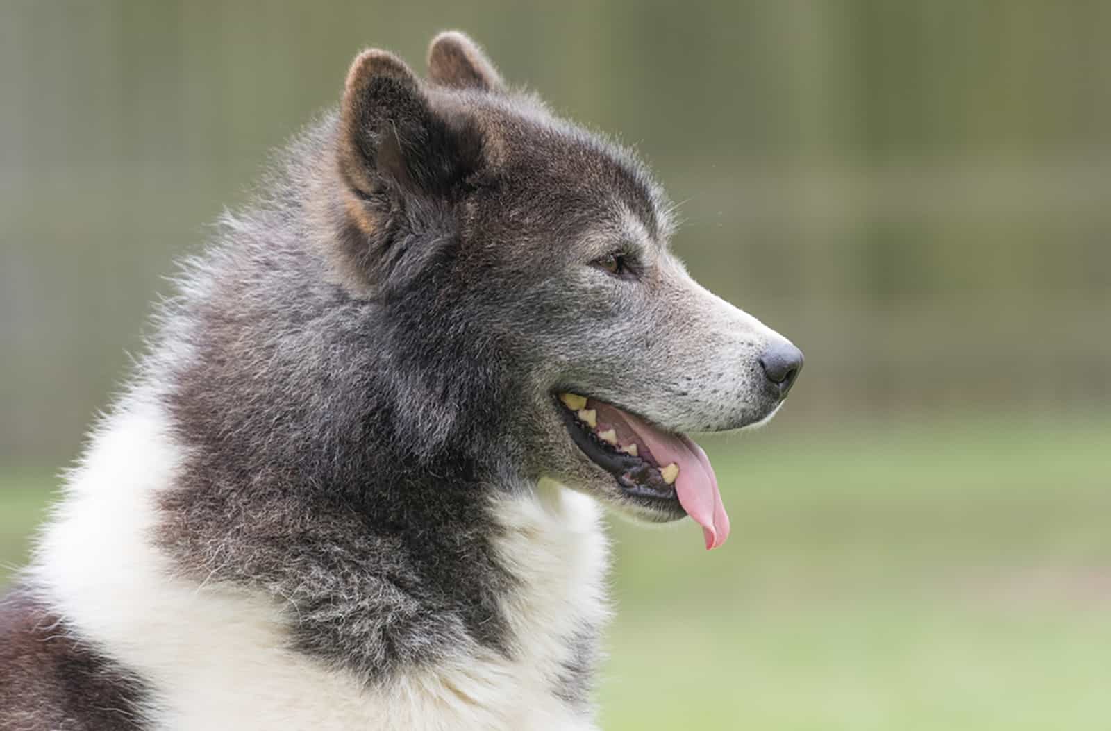 canadian eskimo dog outdoors