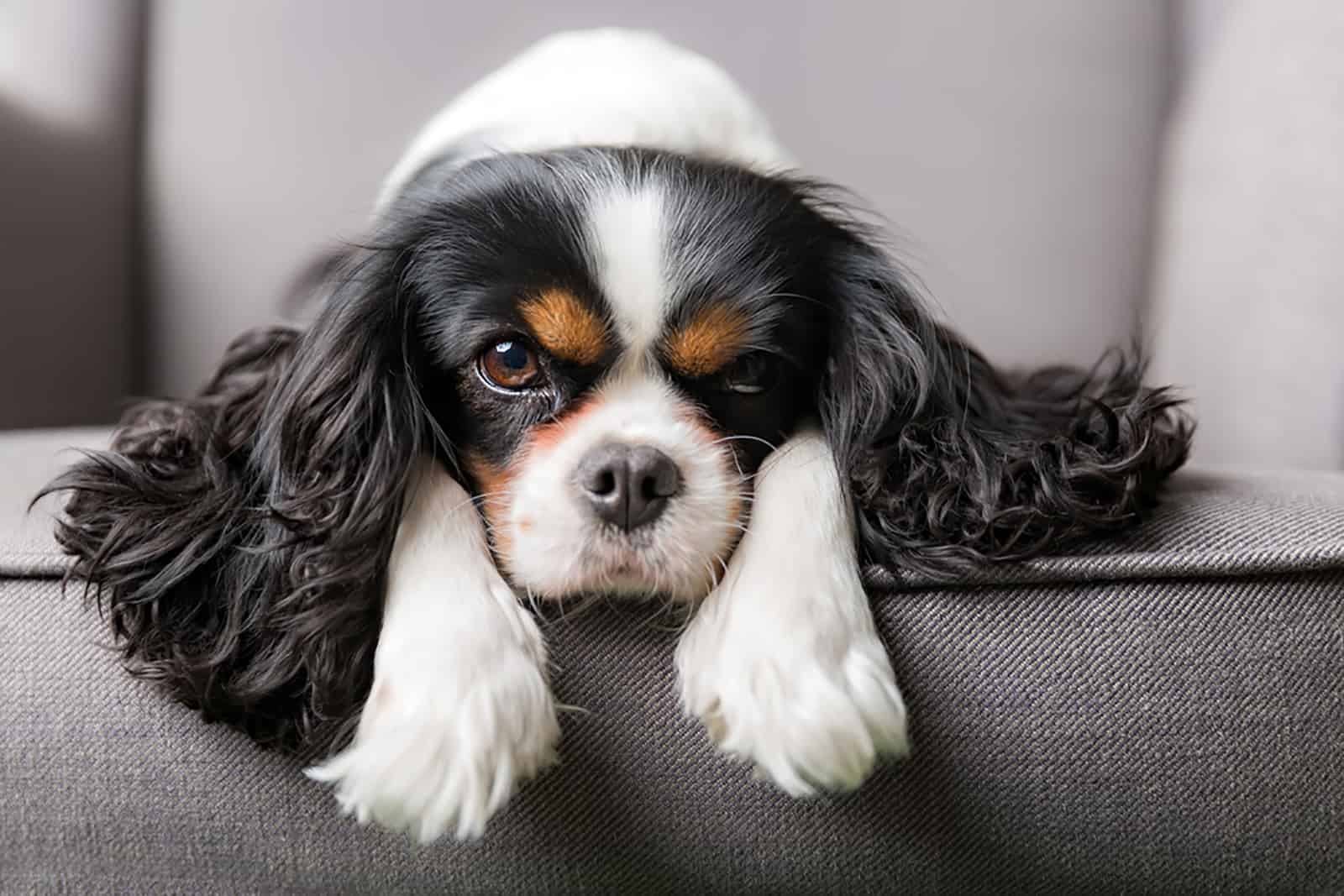 cavalier king charles spaniel lying on the sofa