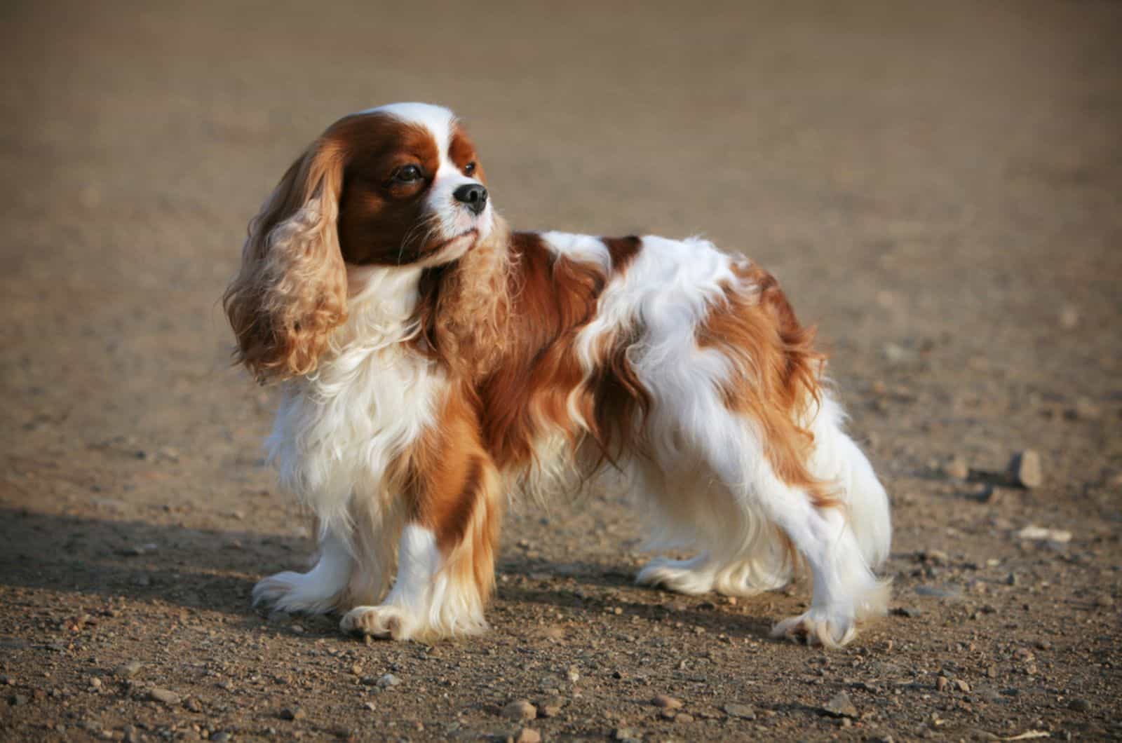 cavalier king charles spaniel dog standing on the road
