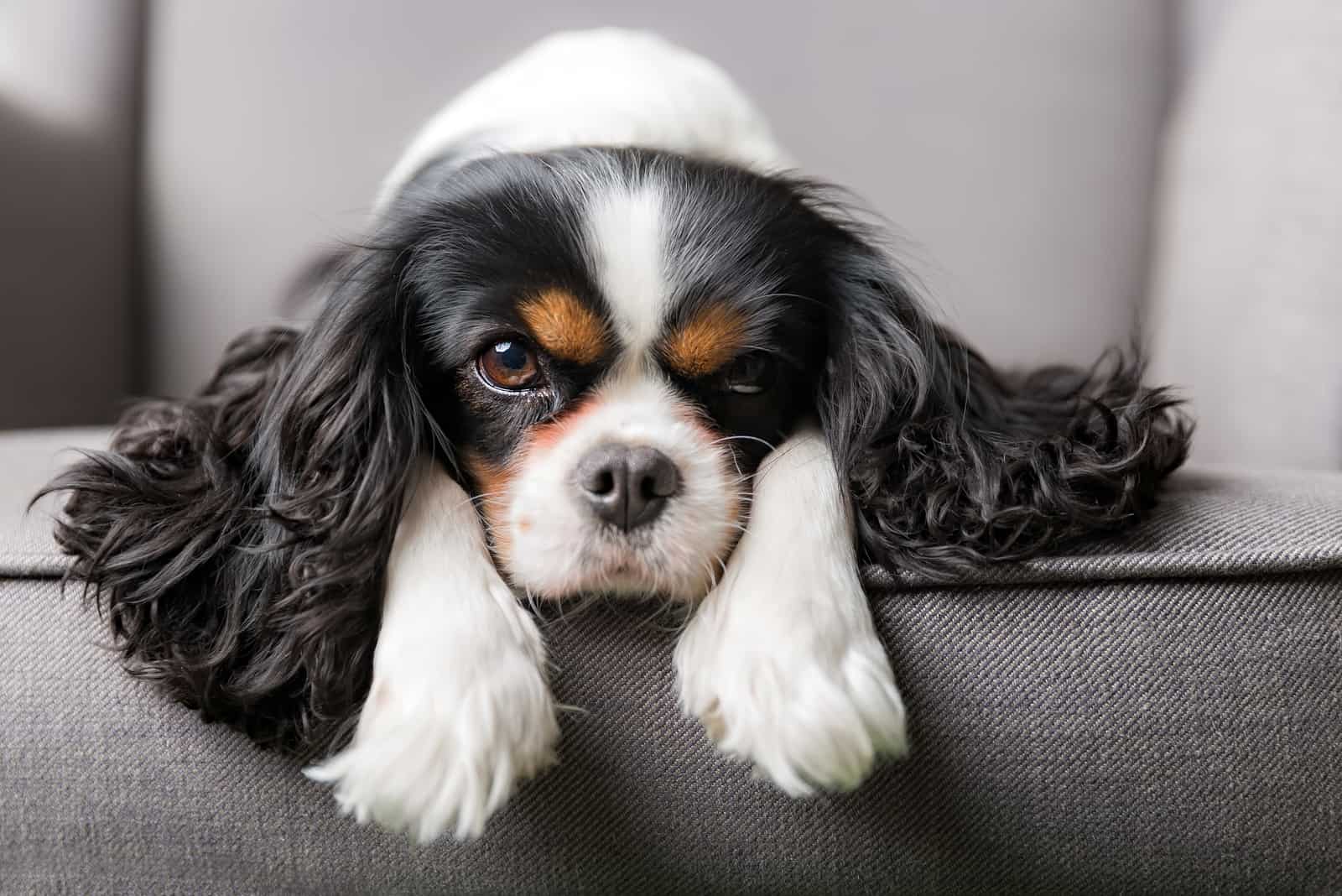 cavalier king charles spaniel lying on a sofa