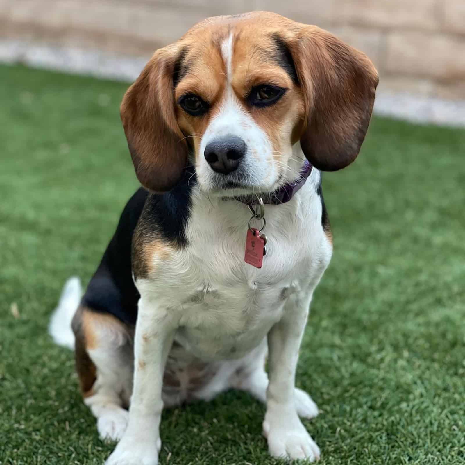 cavalier king charles spaniel mix sitting on the grass