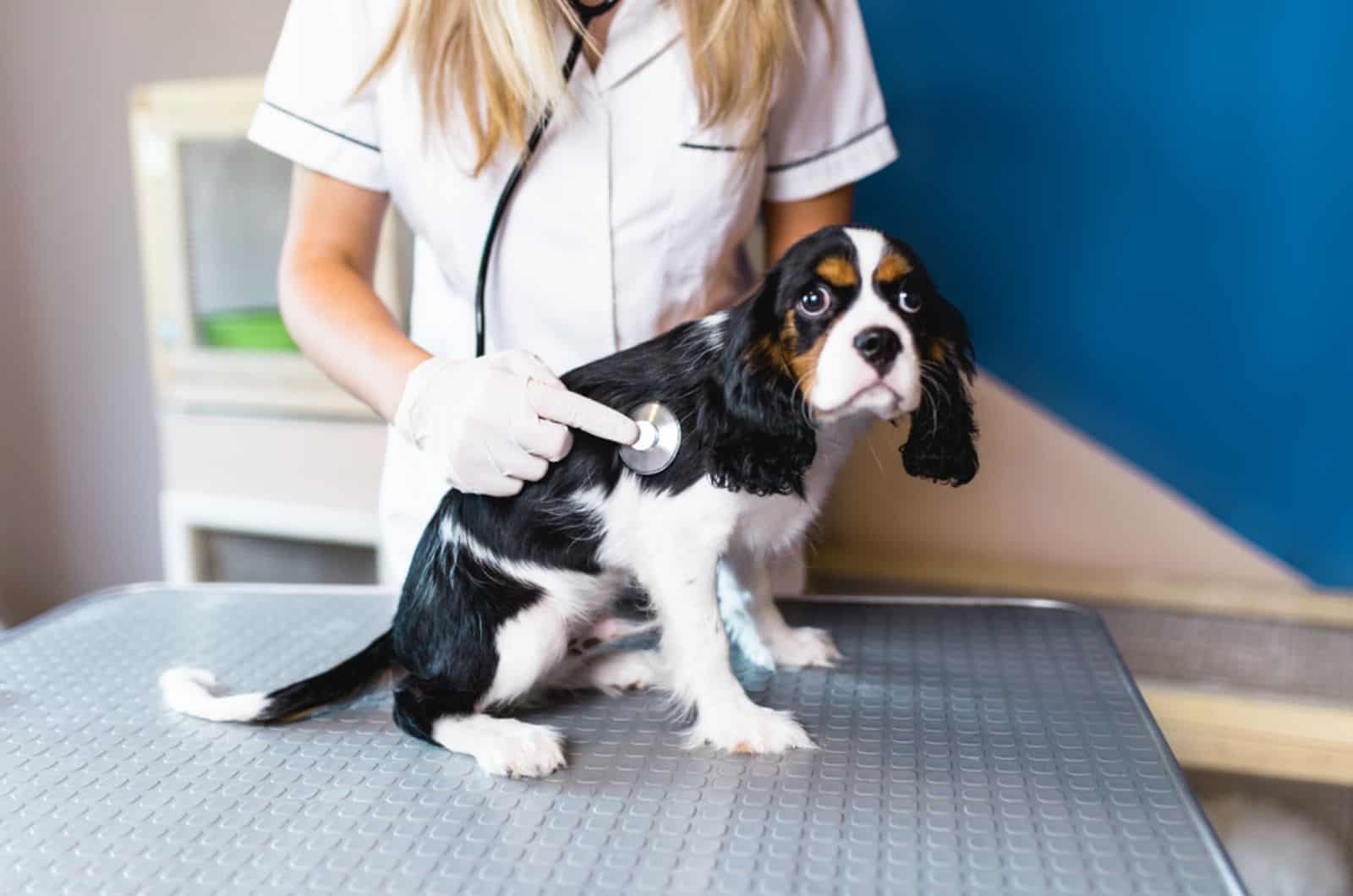 cavalier king charles spaniel puppy at veterinary sitting on the table