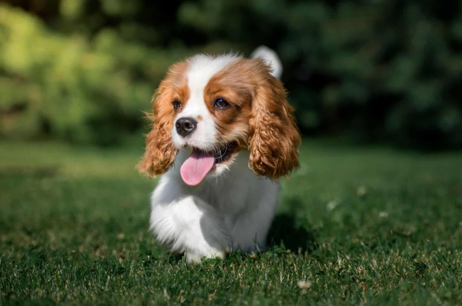 cavalier king charles spaniel puppy running on the lawn