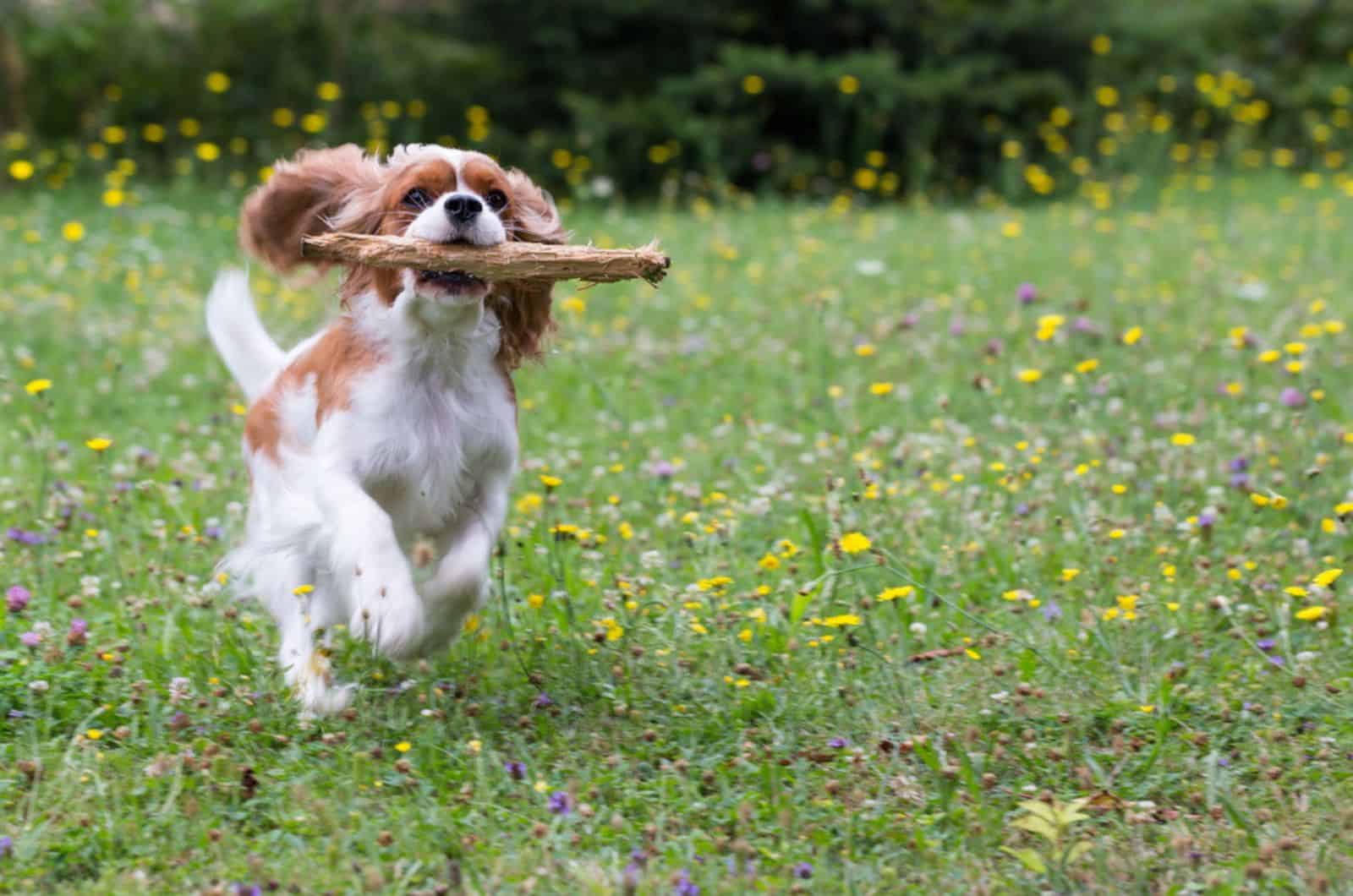 cavalier king charles spaniel running with a stick in his mouth