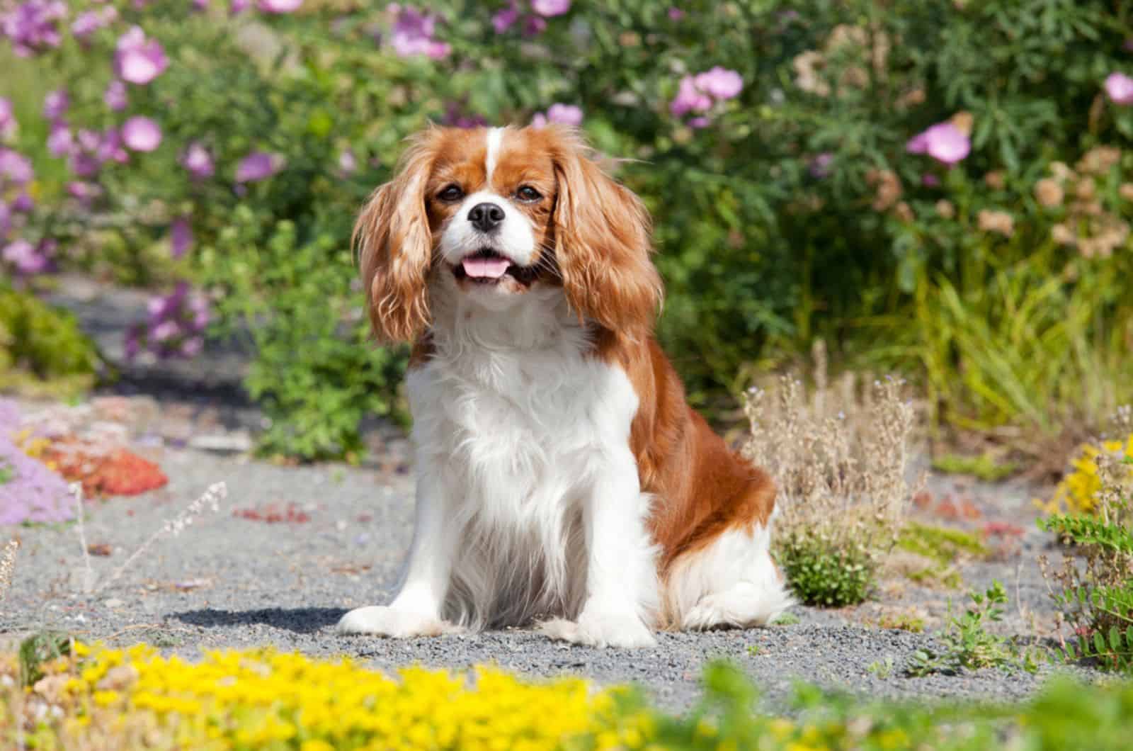 cavalier king charles spaniel sitting in the garden surrounded by flowers