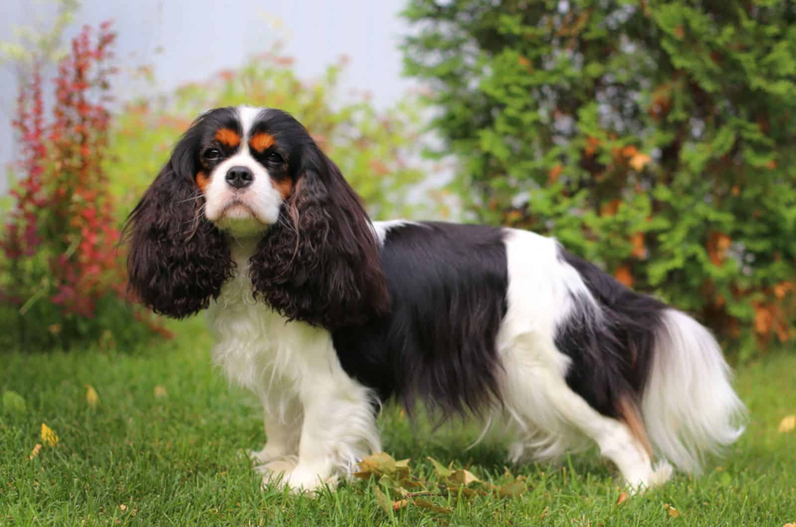 cavalier king charles spaniel standing on the grass in the park