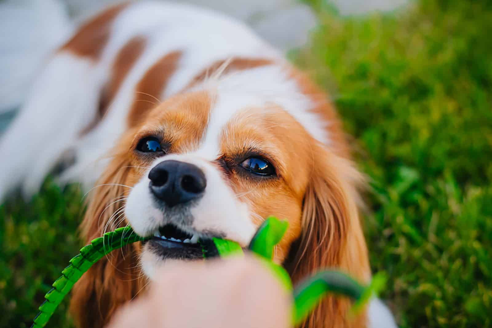 cavalier king charles spaniel playing with a toy