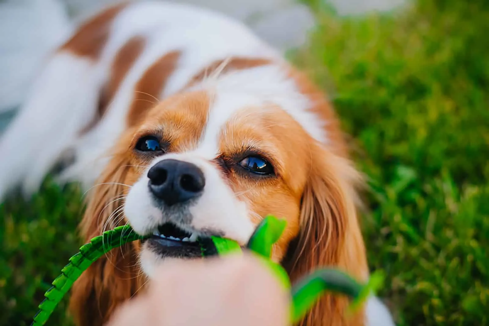 cavalier king charles spaniel playing with a toy