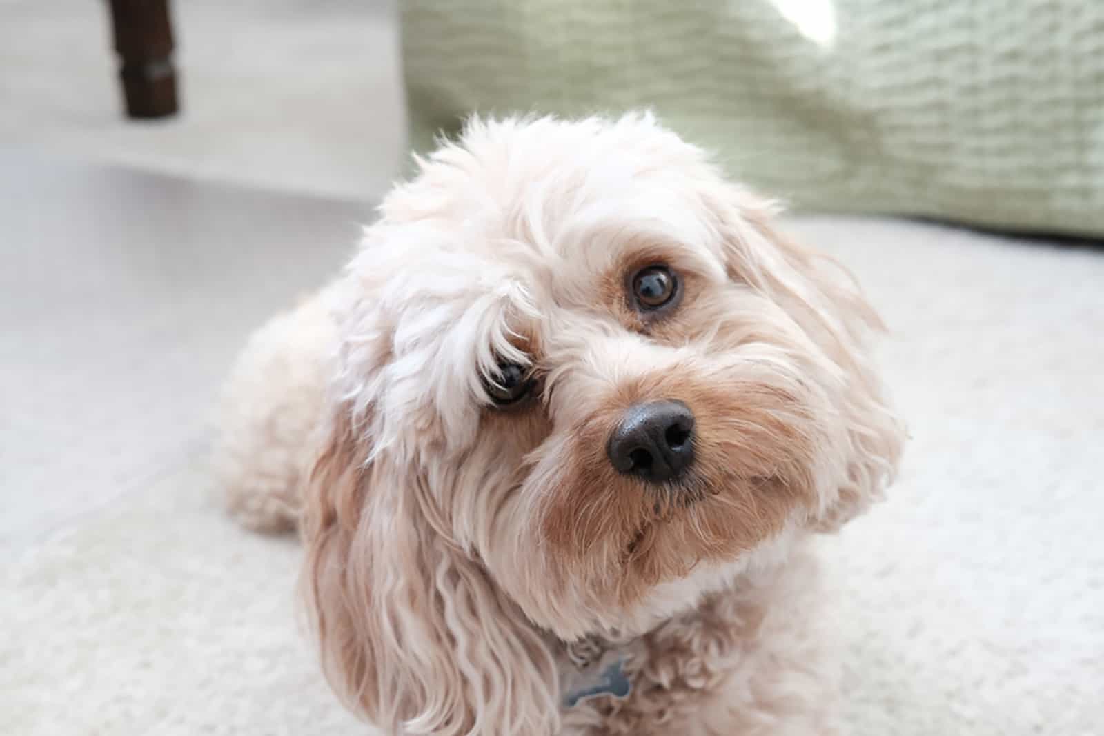 cavapoo dog lying on the carpet