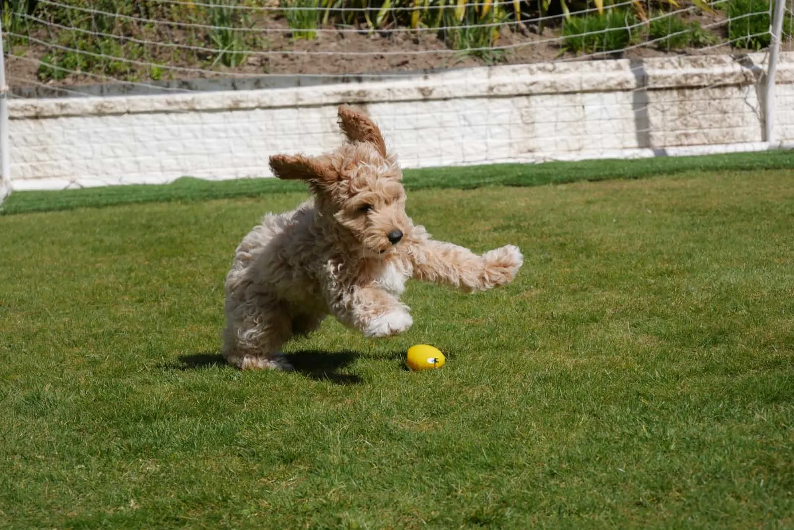 cavapoo dog playing with yellow ball