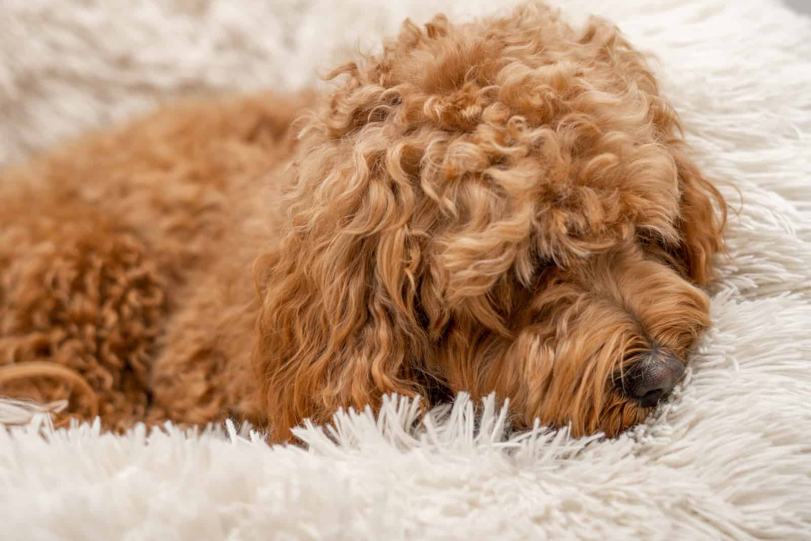 cavapoo dog sleeping in his bed