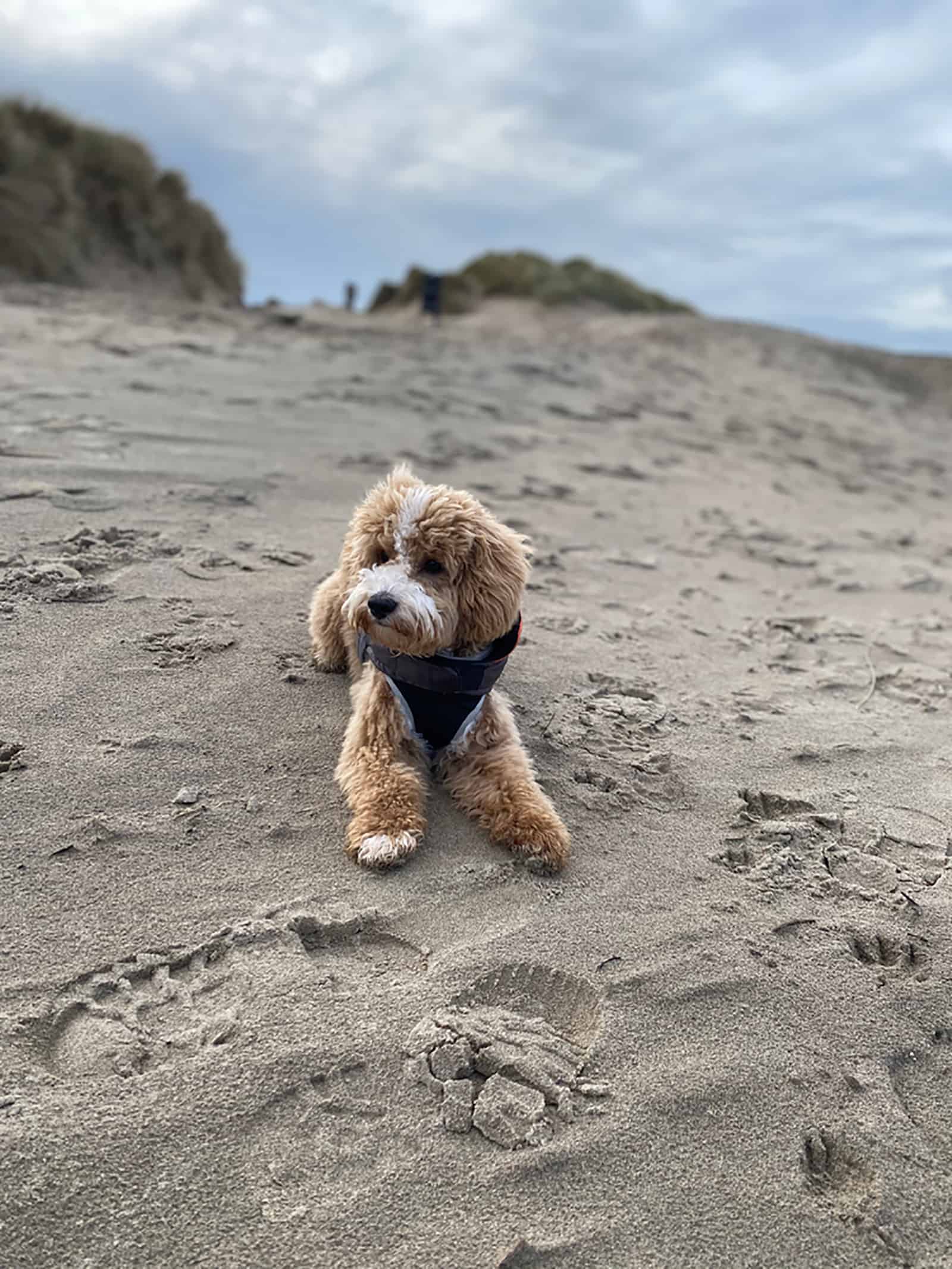 cavapoochon puppy lying down on the beach