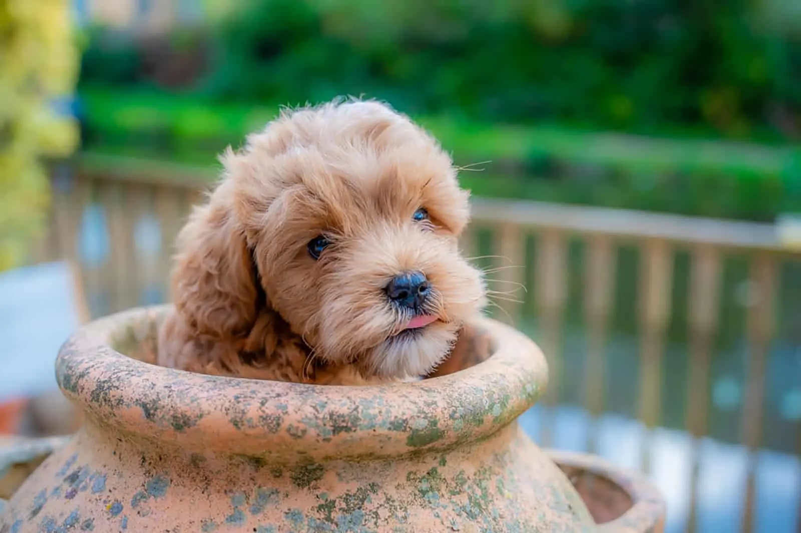 cavapoochon puppy plays in a plant pot in the garden