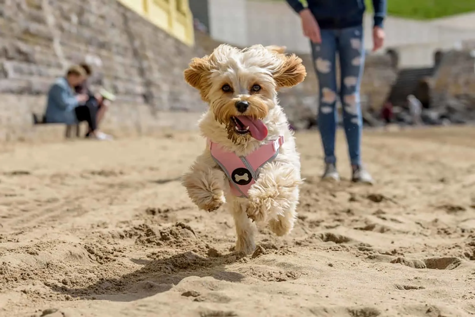 cavapoochon puppy running on a beach