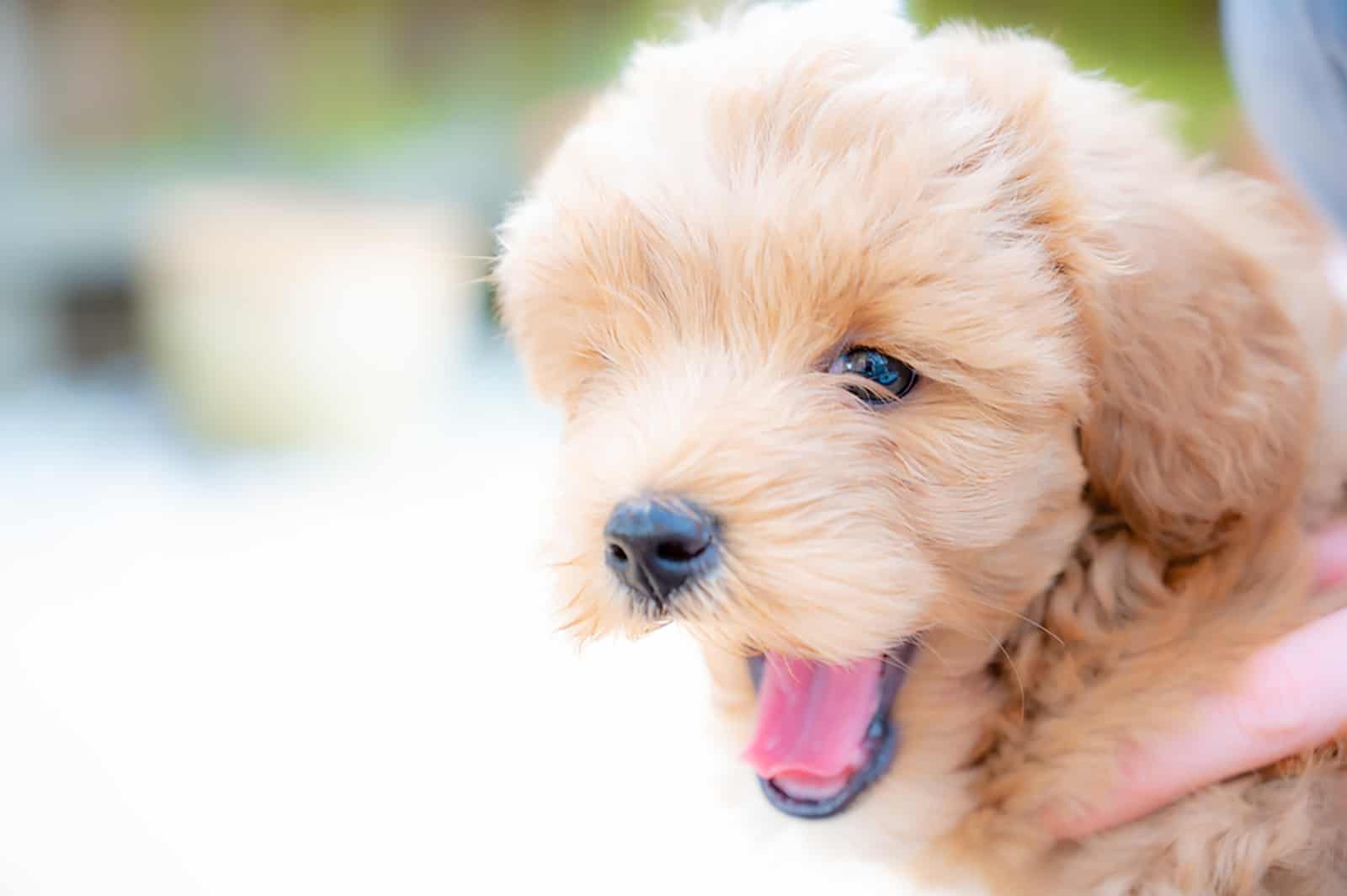 cavapoochon puppy outdoors