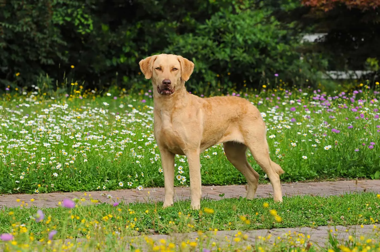 chesapeake bay retriever dog standing in the park