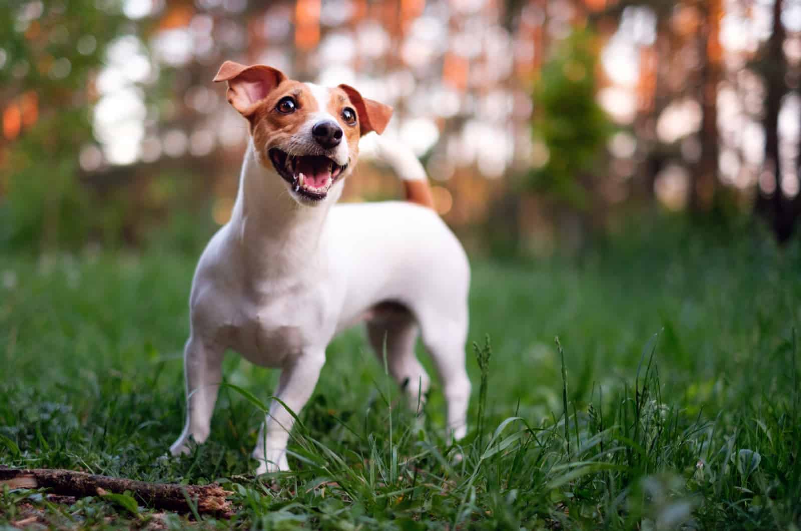 chestnut and white jack russell